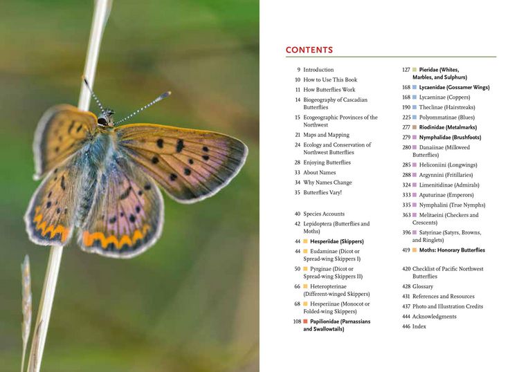 Produktbild: Butterflies of the Pacific Northwest
