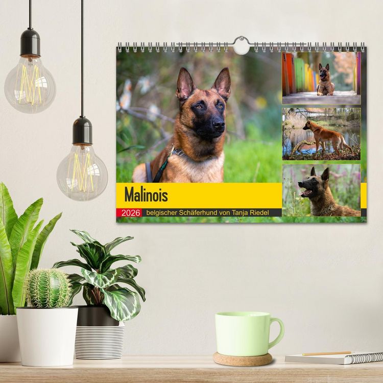 Produktbild: Malinois - belgischer Sch&auml;ferhund (Wandkalender 2026 DIN A4 quer), CALVENDO Monatskalender