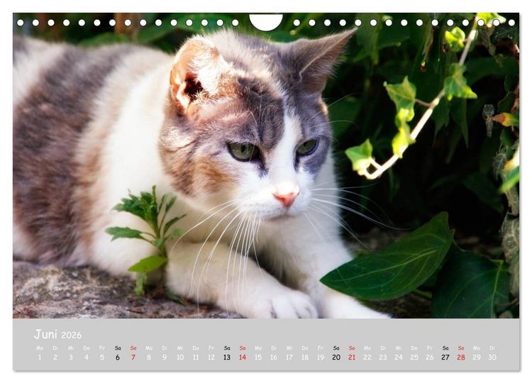 Produktbild: Katzen des S&uuml;dens (Wandkalender 2026 DIN A4 quer), CALVENDO Monatskalender