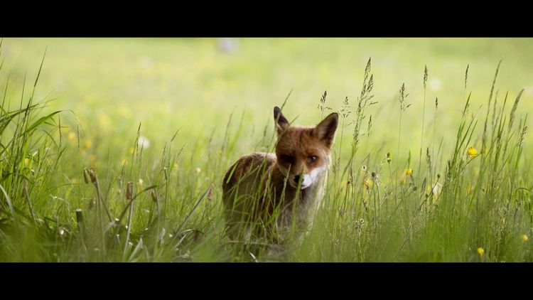 Produktbild: WILDES LAND - Die R&uuml;ckehr der Natur