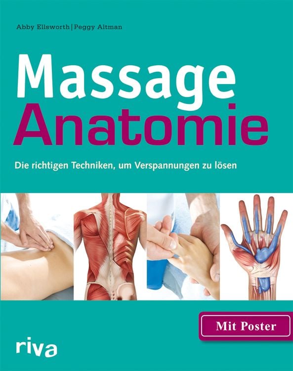 Bild vom Artikel Massage-Anatomie vom Autor Abby Ellsworth