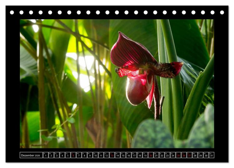 Produktbild: Frauenschuhe - die sch&ouml;nsten Orchideen der Welt (Tischkalender 2026 DIN A5 quer), CALVENDO Monatskalender