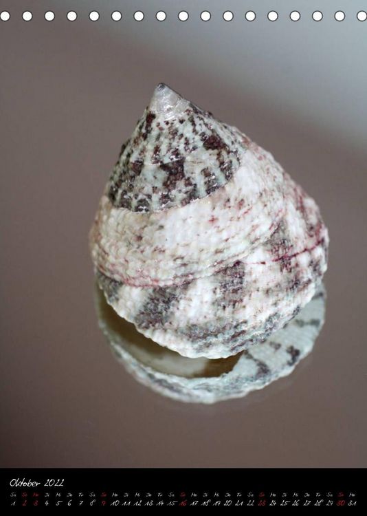 Produktbild: Muscheln und Schnecken (Tischkalender 2022 DIN A5 hoch)