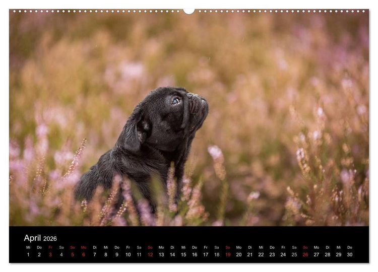 Produktbild: Berliner M&ouml;pse (Wandkalender 2026 DIN A2 quer), CALVENDO Monatskalender
