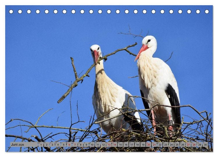 Produktbild: Zu Gast bei Familie Storch (Tischkalender 2026 DIN A5 quer), CALVENDO Monatskalender