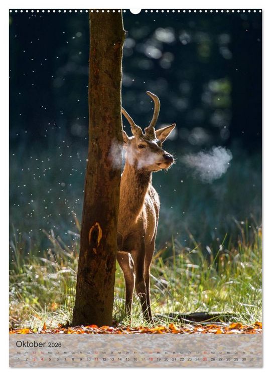 Produktbild: Emotionale Momente: Hirschbrunft (Wandkalender 2026 DIN A2 hoch), CALVENDO Monatskalender