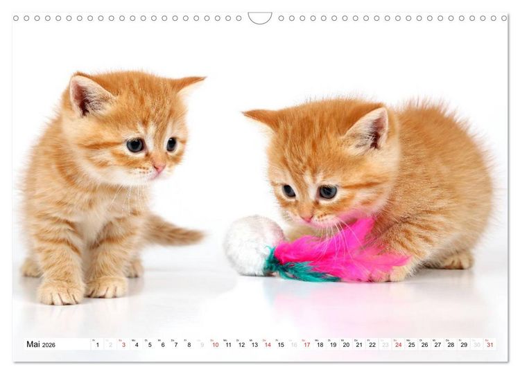 Produktbild: Perserk&auml;tzchen / CH-Version (Wandkalender 2026 DIN A3 quer), CALVENDO Monatskalender