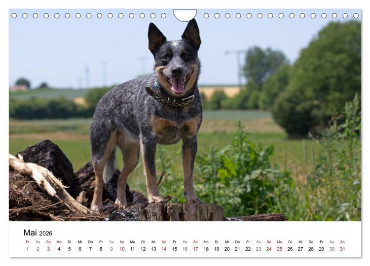 Produktbild: Faszinierende Australian Cattle Dogs (Wandkalender 2026 DIN A4 quer), CALVENDO Monatskalender
