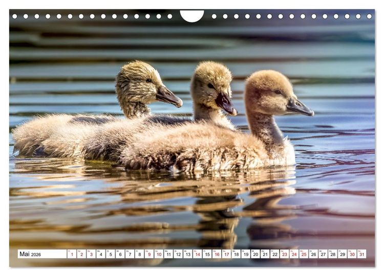 Produktbild: Flauschige Momente! Enten- und G&auml;nsek&uuml;ken im Jahreslauf (Wandkalender 2026 DIN A4 quer), CALVENDO Monatskalender