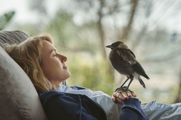 Produktbild: Befl&uuml;gelt - Ein Vogel namens Penguin Bloom