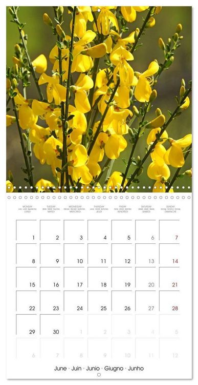 Produktbild: Habitat Forest (Wall Calendar 2026 12 &times; 12 Inch) CALVENDO 12 Month Wall Calendar