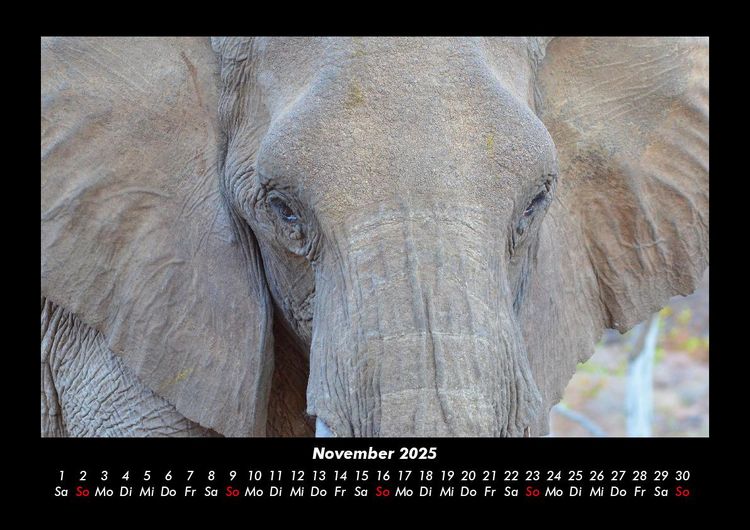 Produktbild: Elefanten 2025 Fotokalender DIN A3