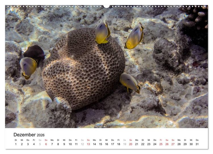 Produktbild: Unterwasserwelt der Malediven III (hochwertiger Premium Wandkalender 2026 DIN A2 quer), Kunstdruck in Hochglanz