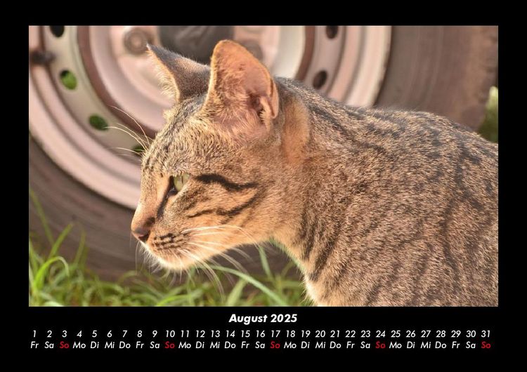 Produktbild: F&uuml;r Katzenfreunde 2025 Fotokalender DIN A3