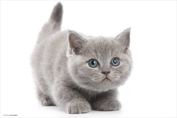 Produktbild: Cover-your-desk Schreibtischunterlage f&uuml;r Kinder und Erwachsene S&uuml;&szlig;e graue Katze, aus hochwertigem Vinyl , 60 x 40 cm