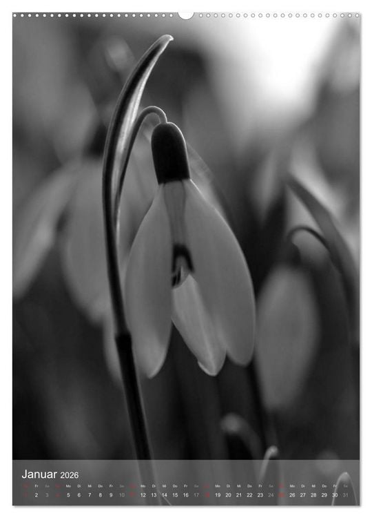 Produktbild: Monochrome Bl&uuml;ten - In Schwarz-Wei&szlig; Bildern durch das Jahr (Wandkalender 2026 DIN A2 hoch), CALVENDO Monatskalender