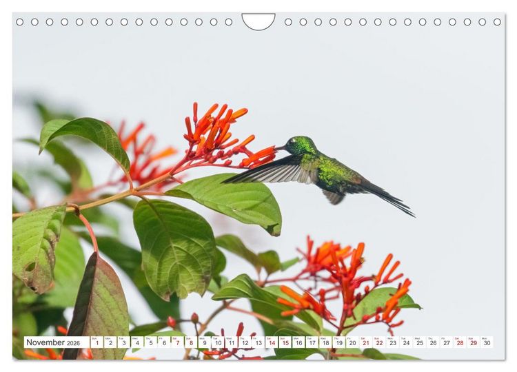 Produktbild: Birds of Cuba Island (Wall Calendar 2026 DIN A4 landscape), CALVENDO 12 Month Wall Calendar