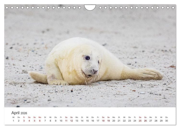 Produktbild: Junge Kegelrobben (Wandkalender 2026 DIN A4 quer), CALVENDO Monatskalender