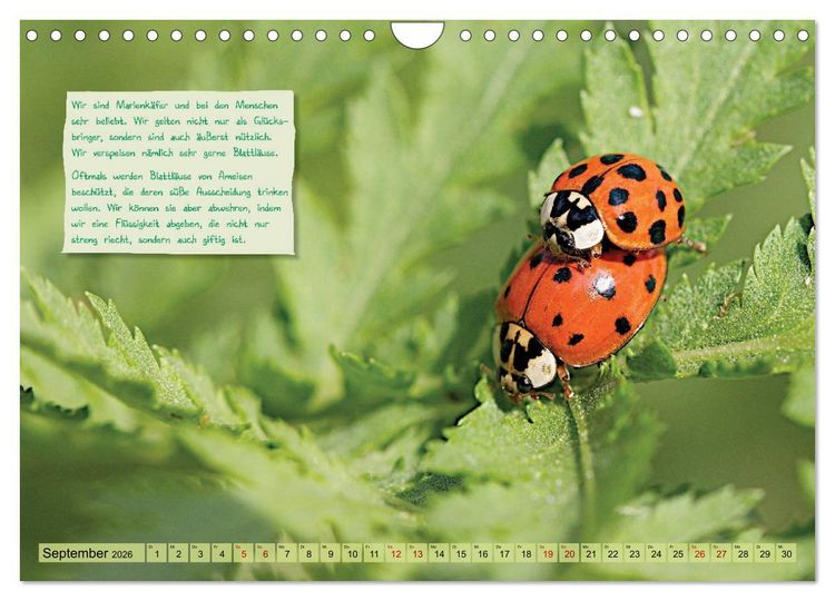 Produktbild: GEOclick Lernkalender: Insekten (Wandkalender 2026 DIN A4 quer), CALVENDO Monatskalender