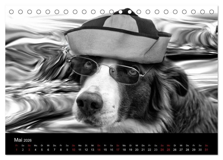 Produktbild: H&uuml;tehunde (Tischkalender 2026 DIN A5 quer), CALVENDO Monatskalender