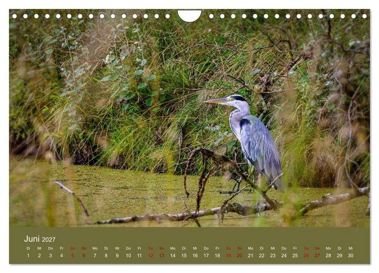 Produktbild: Reiher in der Elbmarsch (Wandkalender 2027 DIN A4 quer), CALVENDO Monatskalender