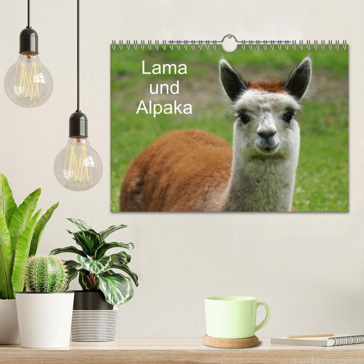 Produktbild: Lama und Alpaka (Wandkalender 2026 DIN A4 quer), CALVENDO Monatskalender