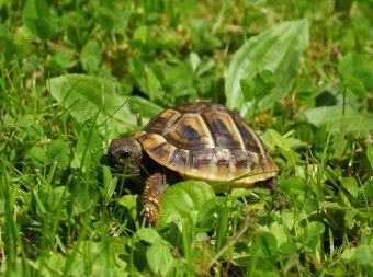 Produktbild: Griechisches Landschildkr&ouml;ten Baby (Puzzle)