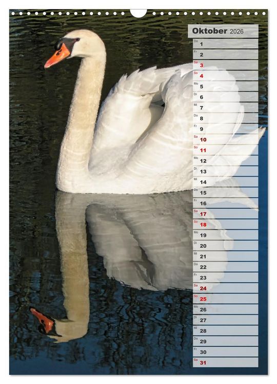 Produktbild: Stolze Schw&auml;ne (Wandkalender 2026 DIN A3 hoch), CALVENDO Monatskalender