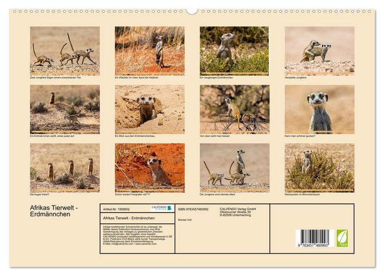 Produktbild: Afrikas Tierwelt - Erdm&auml;nnchen (hochwertiger Premium Wandkalender 2026 DIN A2 quer), Kunstdruck in Hochglanz