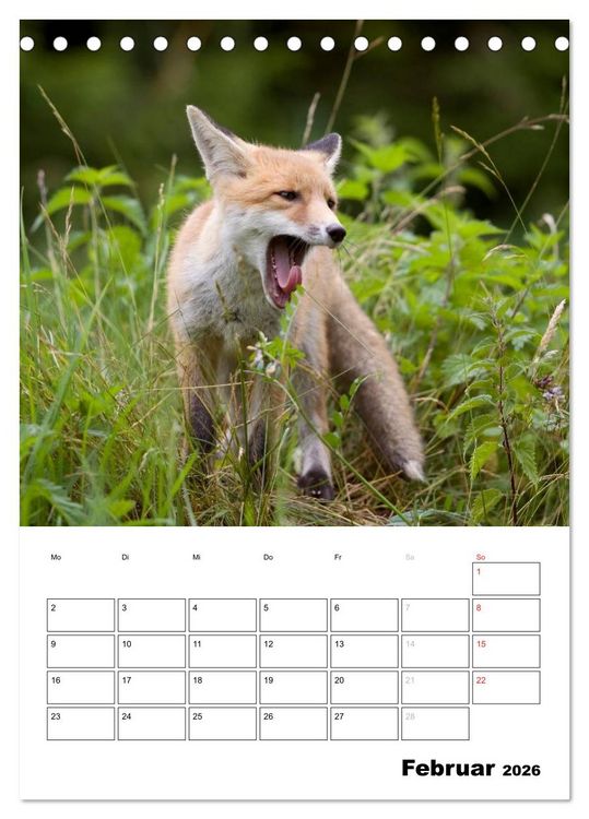 Produktbild: Rotfuchs - Impressionen (Tischkalender 2026 DIN A5 hoch), CALVENDO Monatskalender