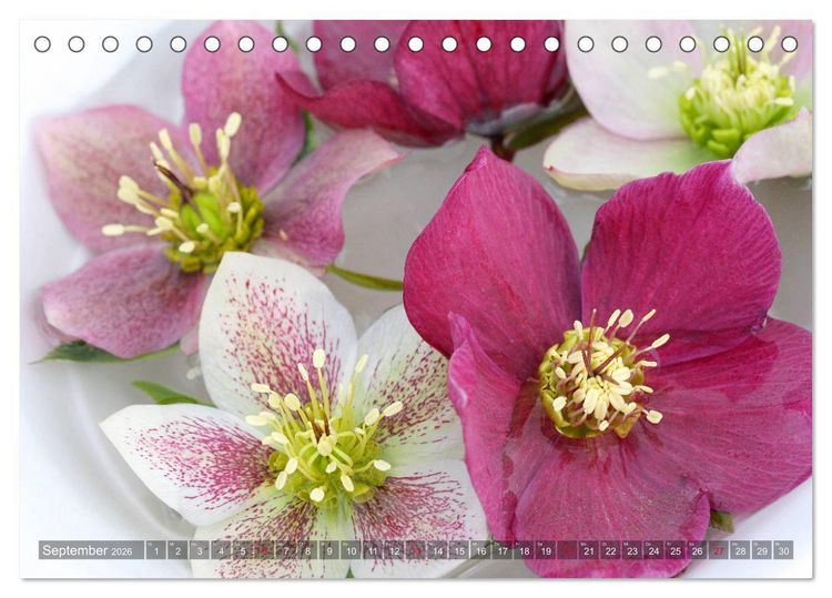 Produktbild: Christrosen (Tischkalender 2026 DIN A5 quer), CALVENDO Monatskalender