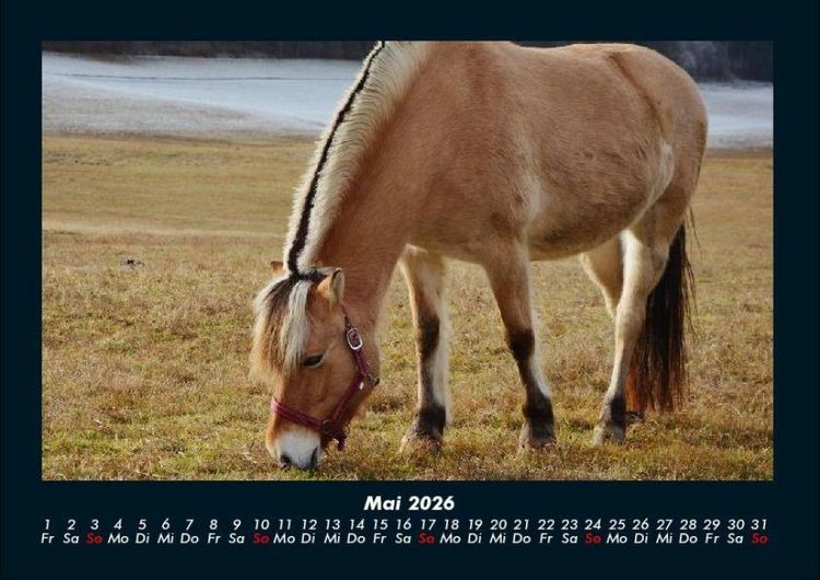 Produktbild: Die Welt der Pferde 2026 Fotokalender DIN A4
