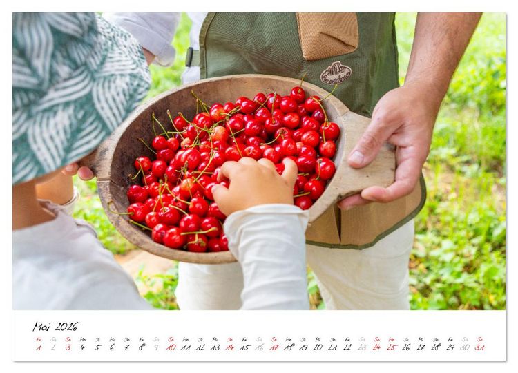 Produktbild: Kirschen aus dem Garten &ndash; Erntekalender (Wandkalender 2026 DIN A2 quer), CALVENDO Monatskalender