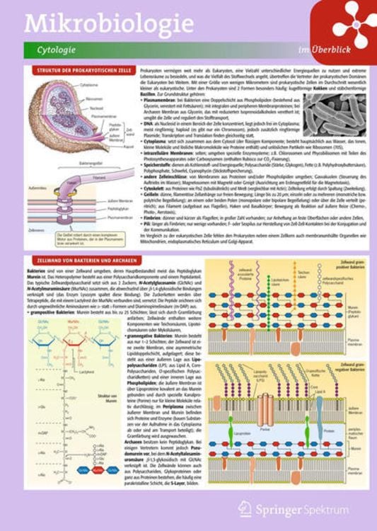 Produktbild: Lerntafel: Mikrobiologie im Überblick