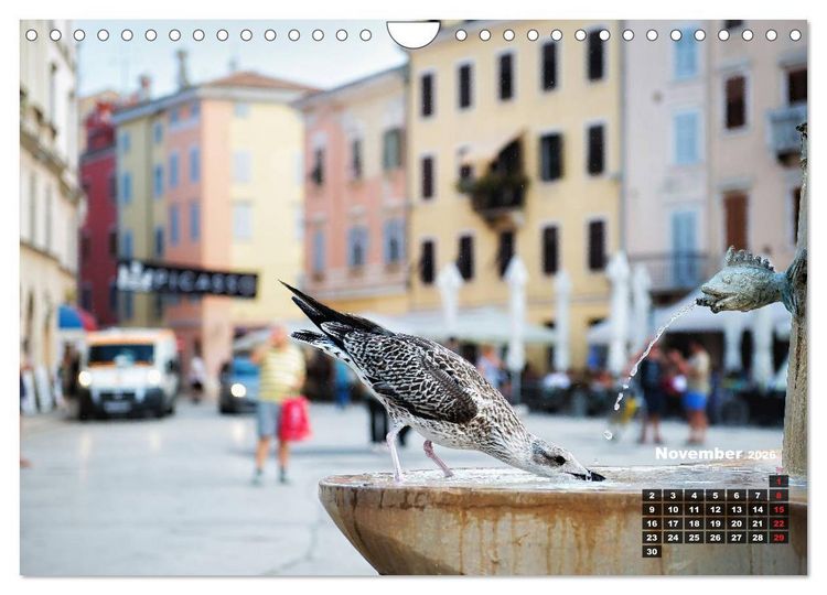 Produktbild: Wie ein Vogel in Rovinj! (Wandkalender 2026 DIN A4 quer), CALVENDO Monatskalender