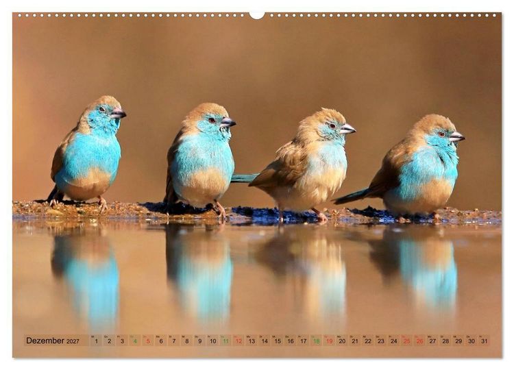 Produktbild: V&ouml;gel in Afrika - Magie der Farben (Wandkalender 2027 DIN A2 quer), CALVENDO Monatskalender