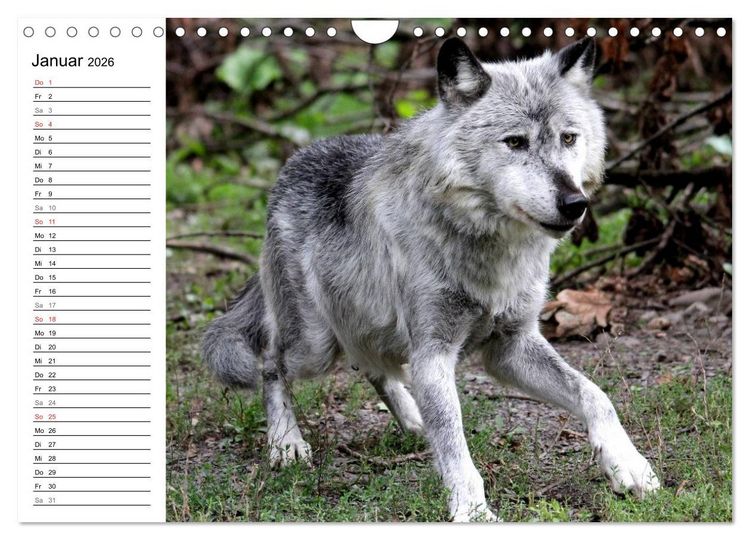 Produktbild: Im Rudel Zuhause - Der Wolf (Wandkalender 2026 DIN A4 quer), CALVENDO Monatskalender