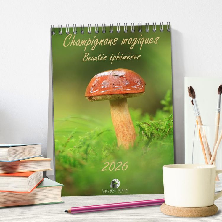 Produktbild: Champignons magiques - Beaut&eacute;s &eacute;ph&eacute;m&egrave;res (Calendrier de bureau 2026 DIN A5 horizontal), CALVENDO calendrier mensuel