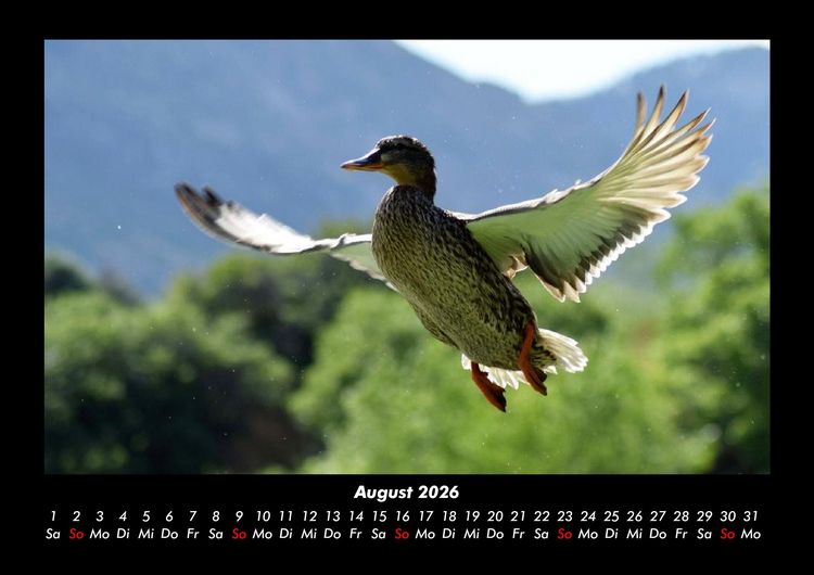 Produktbild: Welt der V&ouml;gel 2026 Fotokalender DIN A3
