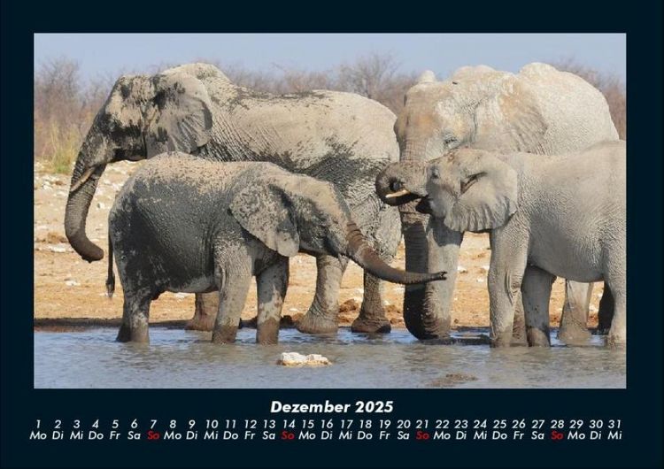 Produktbild: Der Elefantenkalender 2025 Fotokalender DIN A4