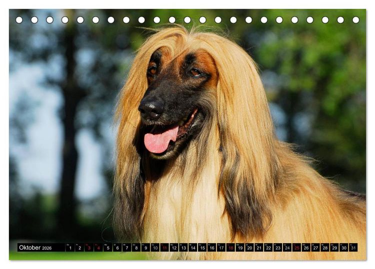 Produktbild: Kinder des Windes - Afghanischer Windhund (Tischkalender 2026 DIN A5 quer), CALVENDO Monatskalender