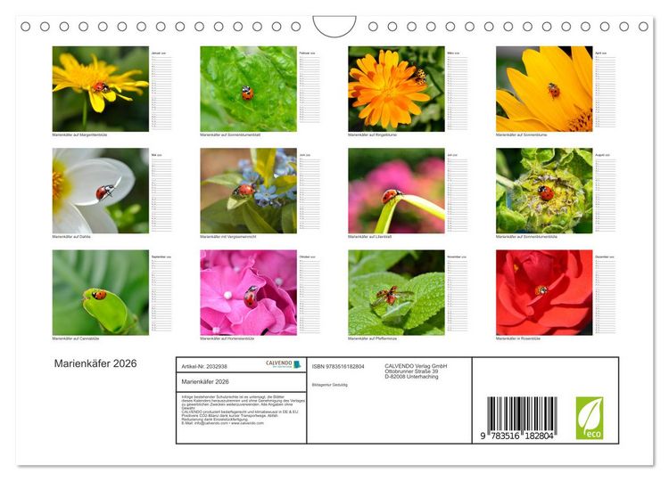 Produktbild: Marienk&auml;fer 2026 (Wandkalender 2026 DIN A4 quer), CALVENDO Monatskalender