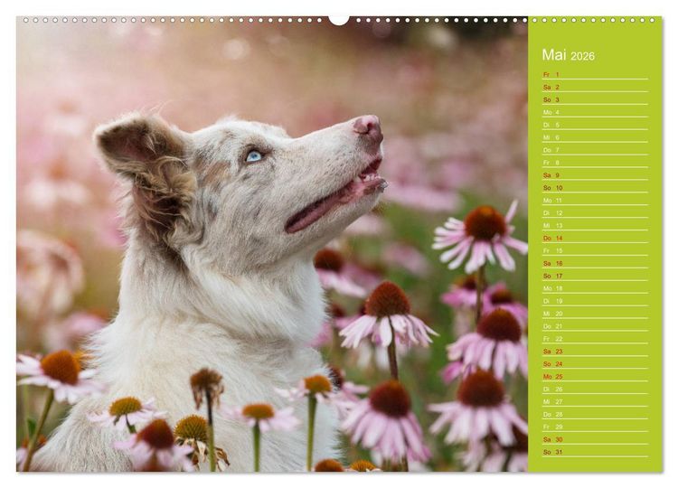 Produktbild: Border Collies - nicht nur schwarzwei&szlig; (Wandkalender 2026 DIN A2 quer), CALVENDO Monatskalender