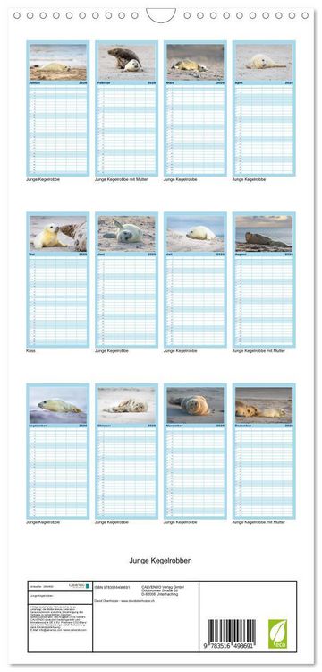 Produktbild: Familienplaner 2026 - Junge Kegelrobben mit 5 Spalten (Wandkalender, 21 x 45 cm) CALVENDO