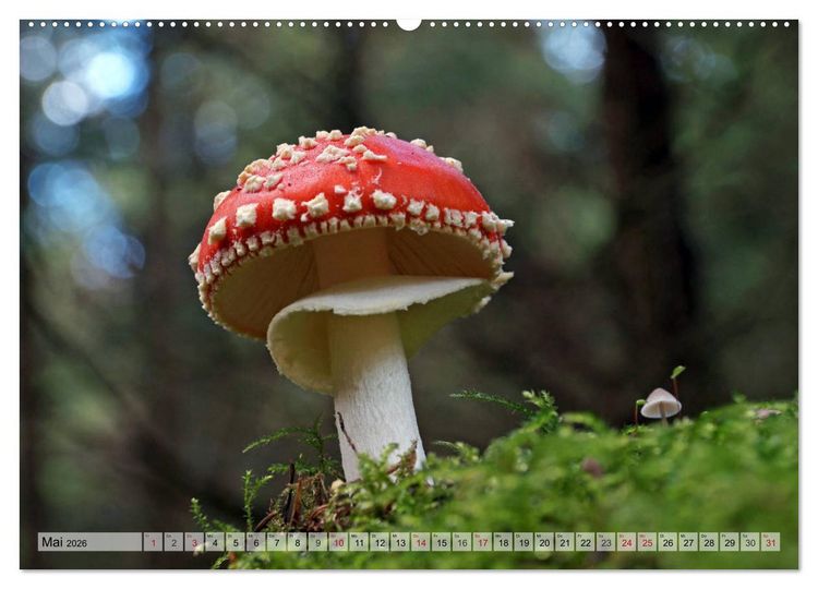 Produktbild: Waldpilz-Impressionen (Wandkalender 2026 DIN A2 quer), CALVENDO Monatskalender
