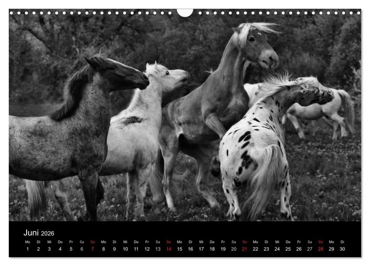 Produktbild: Pferde 2026 Wild Thing (Wandkalender 2026 DIN A3 quer), CALVENDO Monatskalender