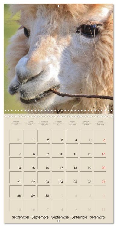 Produktbild: Alpacas & Llamas (Wall Calendar 2026 12 &times; 12 Inch) CALVENDO 12 Month Wall Calendar