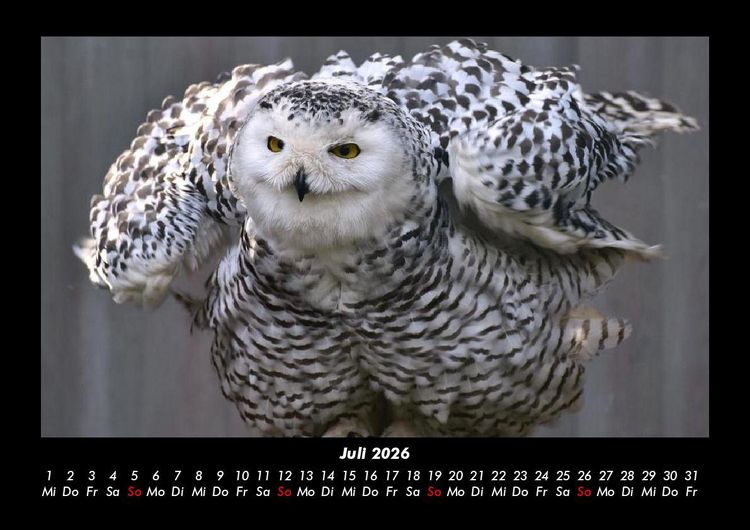 Produktbild: Welt der V&ouml;gel 2026 Fotokalender DIN A3