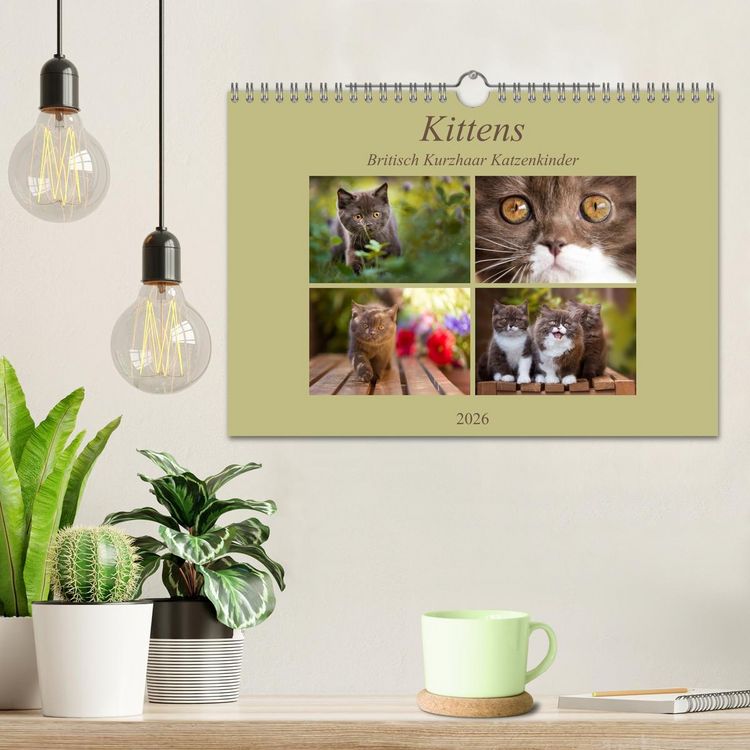 Produktbild: Kittens - Britisch Kurzhaar Katzenkinder (Wandkalender 2026 DIN A4 quer), CALVENDO Monatskalender