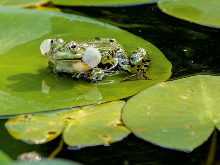 Produktbild: CALVENDO Puzzle Froschkonzert | 1000 Teile Lege-Gr&ouml;&szlig;e 64x48cm Foto-Puzzle f&uuml;r gl&uuml;ckliche Stunden